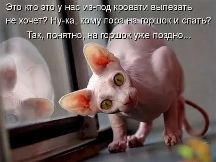 Imagini haioase despre pisici animale (65 poze) - poze haioase si umor