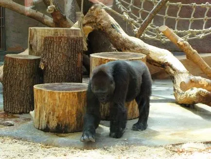 Zoo Praga