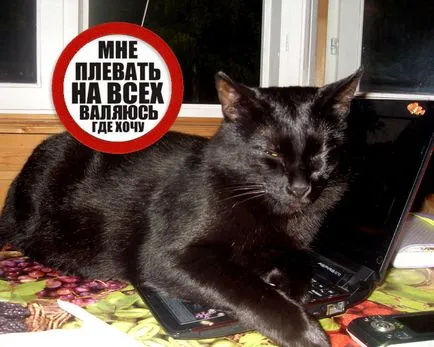 Imagini haioase despre pisici animale (65 poze) - poze haioase si umor