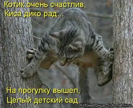 Imagini haioase despre pisici animale (65 poze) - poze haioase si umor