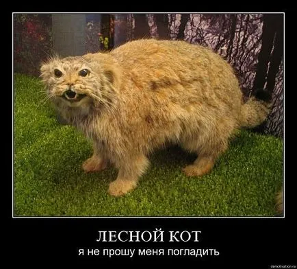 Imagini haioase despre pisici animale (65 poze) - poze haioase si umor