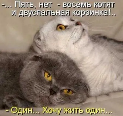 Imagini haioase despre pisici animale (65 poze) - poze haioase si umor
