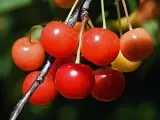plantelor Rosemary - tot mai mare de semințe într-un teren deschis, cum să crească rozmarin in casa (planta) Rosemary plantelor - cultivarea de semințe într-un teren deschis, cum să crească rozmarin în casă