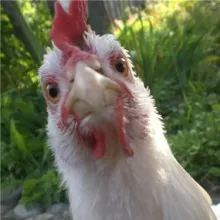 gripa aviară