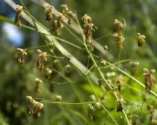 Utilizarea Claw plante Uncaria tomentosa Pisicii