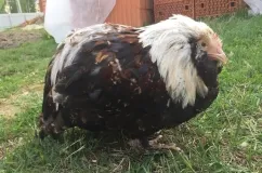 simptome de gripa aviara la puii de găină, cum să definească și modul de a trata boala (foto) (boala) simptome de gripa aviara la puii de găină, cum să definească și modul de a trata boala (foto)