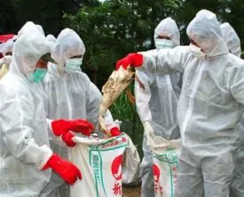 simptome de gripa aviara la puii de găină, cum să definească și modul de a trata boala (foto) (gripa aviara) simptome de gripa aviara la puii de găină, cum să definească și modul de a trata boala (foto)