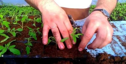 Răsaduri de tomate cade ce să facă, pierdut, cad roșii