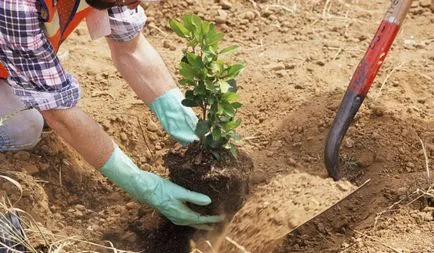 jasmine Plant proprietăți și contraindicațiile utile - utilizarea jasmine