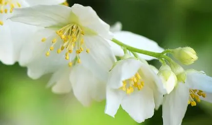 jasmine Plant proprietăți și contraindicațiile utile - utilizarea jasmine
