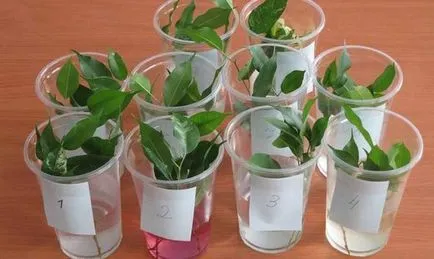 Reproducerea butași de ficus - reguli de înrădăcinare în apă și sol video (apa) Reproducerea butași de ficus - reguli de înrădăcinare în apă și sol Video