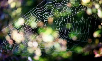 Am avut un păianjen ceea ce înseamnă că, în păianjen de vis (mijloc) Am avut un păianjen la ceea ce este faptul că este într-un vis paianjen