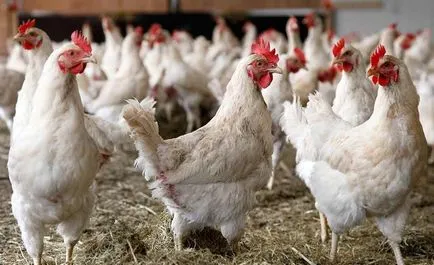 simptome de gripa aviara la puii de găină, cum să definească și modul de a trata boala (foto) (motiv) simptome de gripa aviara la puii de găină, cum să definească și modul de a trata boala (foto)