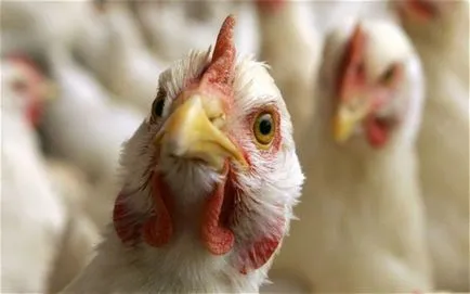 simptome de gripa aviara la puii de găină, cum să definească și modul de a trata boala (foto) (pui) simptome de gripa aviara la puii de găină, cum să definească și modul de a trata boala (foto)