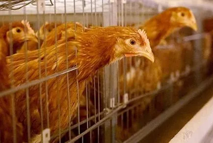 simptome de gripa aviara la puii de găină, cum să definească și modul de a trata boala (foto) (defini) simptome de gripa aviara la puii de găină, cum să definească și modul de a trata boala (foto)