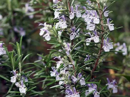 plantelor Rosemary - tot mai mare de semințe într-un teren deschis, cum să crească rozmarin în casă (specii) Rosemary plantelor - cultivarea de semințe într-un teren deschis, cum să crească rozmarin în casă