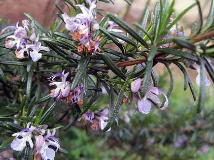 plantelor Rosemary - tot mai mare de semințe într-un teren deschis, cum să crească rozmarin în acasă (sol) Rosemary plantelor - cultivarea de semințe într-un teren deschis, cum să crească rozmarin în casă