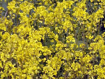 Plant gunoi de grajd verde - când să semene și când să îngroape; cel mai bun gunoi de grajd verde pentru grădină (pentru a semăna) Plant gunoi de grajd verde - când să semene și când să îngroape; cel mai bun gunoi de grajd verde pentru gradina