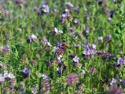 Plant gunoi de grajd verde - când să semene și când să îngroape; cel mai bun gunoi de grajd verde pentru grădină (pentru a semăna) Plant gunoi de grajd verde - când să semene și când să îngroape; cel mai bun gunoi de grajd verde pentru gradina