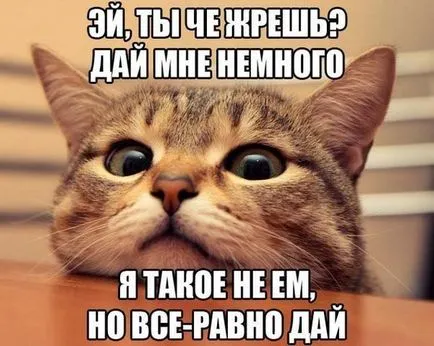 Imagini haioase despre pisici animale (65 poze) - poze haioase si umor