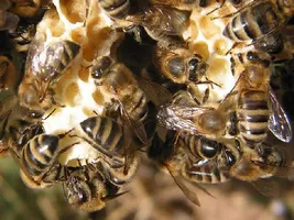 Prescripția de tratamentul prostatitei prin extract de propolis