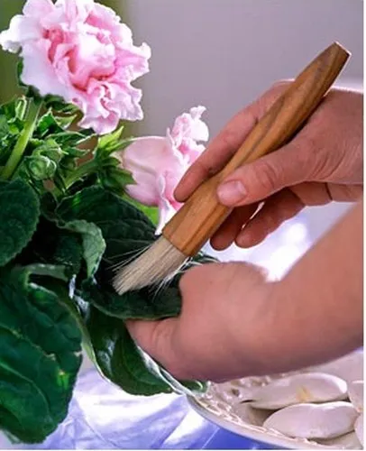 Recomandări pentru curățarea houseplants de praf