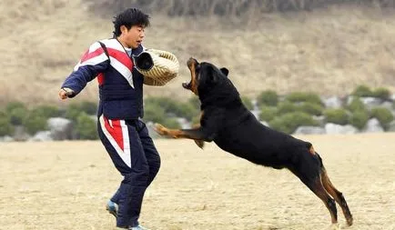 avantaje și dezavantaje Rottweiler TEXTE rasa