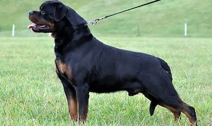descriere rasa Rottweiler, caracteristicile rasei, cu fotografii și video