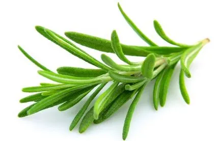 Rosemary - cultivarea din semințe