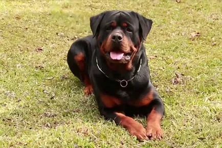 descriere rasa Rottweiler, caracteristicile rasei, cu fotografii și video