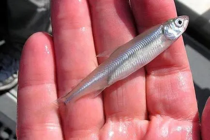 Fish miroseau (Pietrosel) descriere, caracteristici și rețete (pește) Fish smelt (Pietrosel) descriere, caracteristici și rețete