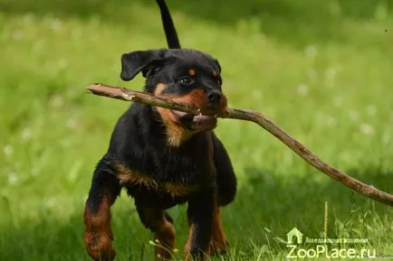 Istoria Rottweiler, caracter, îngrijire, pui, sănătate, foto, video