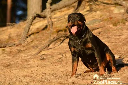Istoria Rottweiler, caracter, îngrijire, pui, sănătate, foto, video