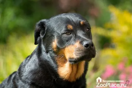Istoria Rottweiler, caracter, îngrijire, pui, sănătate, foto, video