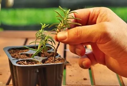 Rosemary - cultivarea din semințe