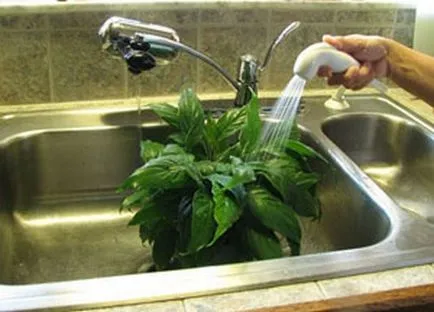 Recomandări pentru curățarea houseplants de praf