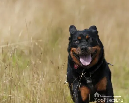 Istoria Rottweiler, caracter, îngrijire, pui, sănătate, foto, video