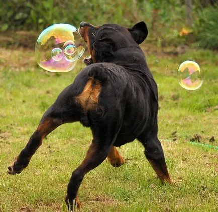 Rottweiler, gardianul familiei