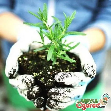 Tipuri de rozmarin, de îngrijire, utilizarea și cultivarea semințelor