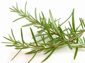 Secretele de cultivare de succes de rozmarin pe pervazul ferestrei (pervaz) Secretele de cultivare de succes de rozmarin pe pervazul ferestrei