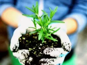 Secretele de cultivare de succes de rozmarin pe pervazul ferestrei (cultivare) Secretele de cultivare de succes de rozmarin pe pervazul ferestrei
