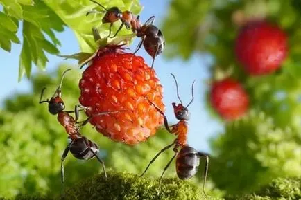 furnicile grădină în zona de grădină, grădină, lupta cu ei, cum să lupte, elimina, remediu
