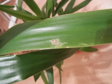 Secretele de Yucca de îngrijire la domiciliu (acasa) Secretele de Yucca de îngrijire la domiciliu
