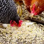 Conținutul sfatului pui și găini de îngrijire la domiciliu pentru agricultori (de ingrijire) Conținutul sfatului pui și găini de îngrijire la domiciliu pentru agricultori
