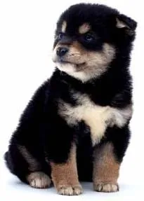 Rottweiler câine rasa în natură, îngrijirea și formarea Rottweiler (câine) Rottweiler câine rasa în natură, îngrijirea și formarea Rottweiler