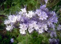 Întelegatoare convietuire Phacelia - atunci când pentru a planta