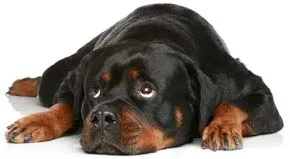 Rottweiler câine rasa în natură, îngrijirea și formarea Rottweiler (ingrijire) Rottweiler câine rasa în natură, îngrijirea și formarea Rottweiler
