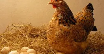 Câte ouă de găină poartă zi, o săptămână, o lună, an