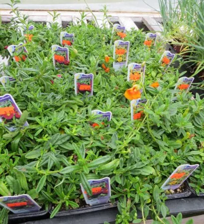 plantare de floarea-soarelui și de îngrijire de plante