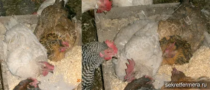 Conținutul de găini ouătoare